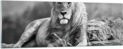 Produktbild von Bilder auf glas - Löwe Tier Natur - 90x30cm - Glasbilder - Wandbilder - Kunstdruck - zum Aufhängen bereit - Wanddekoration aus Glas - Glas Bilder - Wandbild auf Glas - Einteilig - GAB90x30-3931