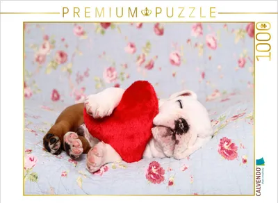 Produktbild von CALVENDO Puzzle Englische Bulldogge Welpe / English Bulldog Puppy | 1000 Teile Lege-Größe 64x48cm Foto-Puzzle für glückliche Stunden