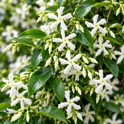Produktbild von 4er-Set Sternjasmin – Trachelospermum jasminoides, ca. 25 cm, 9-cm-Topf