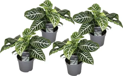 Produktbild von Zebrapflanze - 4 Stk - Aphelandra squarrosa 'Botanica' - Höhe 25-45cm - ⌀13cm