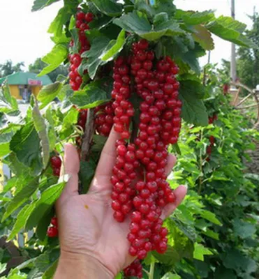 Produktbild von Johannisbeere (Strauch) ´ROVADA´ 30-40 cm, wurzelnackt