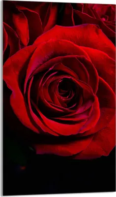 Immagine prodotto di Piastra copri fornelli 30x52 Piastra copri piano cottura in Vetroceramica alzatina in vetro tagliere decorativo, rosso rosa