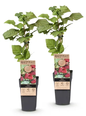 Image de Green boutiQ - Arbre fruitier - Rubus Thornless Loganberry - Mûre - Résistant au froid - Fruits rouges - 2 plants - Pot de 15 cm - Hauteur 50 cm