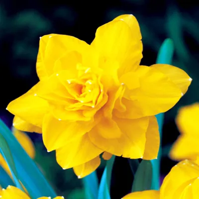 Immagine prodotto di Bulbi di giunchiglia Bulbi di fiori Narcisi doppi Golden Ducat 5 pz.
