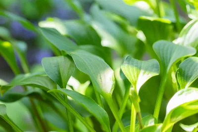 Produktbild von Funkie, im 9 cm Topf - Hosta clausa var.normalis