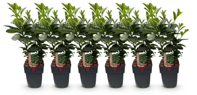 Image de Green boutiQ - Plantes de haie - Prunus laurocerasus Etna - feuillage vert - 6 plants - 1 mètre linéaire - à feuillage persistant - pot de 17 cm, hauteur 50 cm