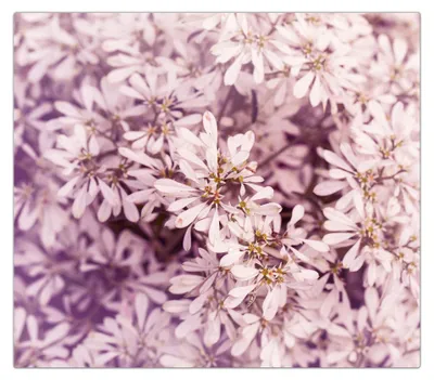 Produktbild von Spritzschutz Herdabdeckplatte Schneidebrett aus Glas Blumen im VintageStiel 1-Teilig (60x52cm)