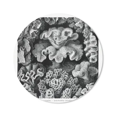 Produktbild von MuchoWow® Mauspad Mousepad Kunst - Koralle - Ernst Haeckel - Alte Meister - Natur 20x20 cm - Mousepads - Maus Mat - Pad - Mausunterlage - Schreibtischmatte
