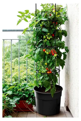 Produktbild von Tomatentopf mit Rankhilfe und Wasserspeicher (5 Stück, ø 40 cm)