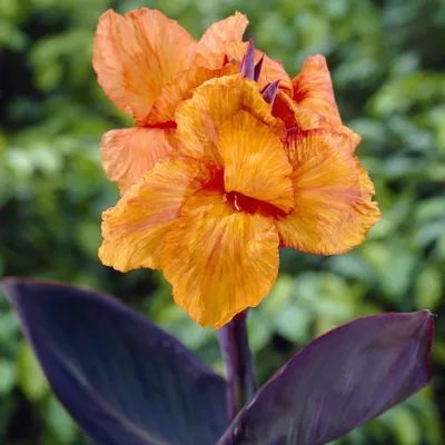Immagine prodotto di Canna Kanna Paciorecznik Wyoming Arancione 1 pz. piantine di canna