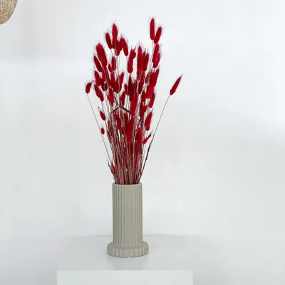 Produktbild von Lagurus - Samtgras Hasenschwanz - Getrocknete Trockenblumen 60-70cm - Natur