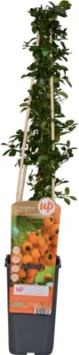 Produktbild von Feuerdorn – Pyracantha 'Soleil d’Or' – Ø15cm ↕65cm – Immergrüner Strauch mit gelben Beeren – Winterhart & vogelfreundlich