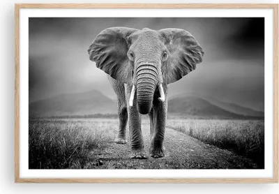 Produktbild von Gerahmtes Poster - Rahmen in heller Eiche - Elefant Wildnis Natur - 91,5x61 cm - Wand Bild - Wanddeko - Wandbilder - Kunstposter - Wandposter - Bilderrahmen - Bilder - Kunstdruck - P2NAA91x61-4966