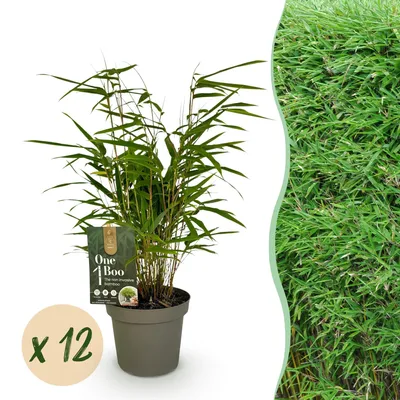 Image de Green boutiQ - Bambou - Fargesia Rufa - À feuillage persistant - Non envahissant - Vert - 12 plants - Pot de 14 cm - Hauteur 35 cm