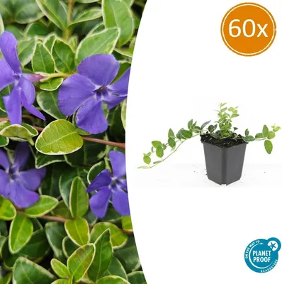 Produktbild von Bodendecker - Immergrün - Vinca minor 'Argenteovariegata' - 9cm Topf - Set mit 60 Pflanzen