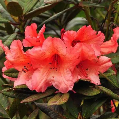Immagine prodotto di Rhododendron - Rhododendron 'Tortoiseshell Orange' | 40-50 cm in vaso