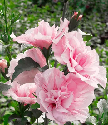 Produktbild von BALDUR Garten 1x Gefüllter Hibiskus Chiffon pink, Pflanze im 9x9 cm-Topf, Blüten essbar, Zierstrauch, Hibiscus syriacus, winterhart, pflegeleicht, blühend, gefüllte Blüten, mehrjährig, Blickfang