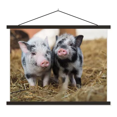 Produktbild von MuchoWow® Textilposter Schwein - Tiere - Ferkel 60x45 cm mit schwarzem Rahmen - Poster Schlafzimmer