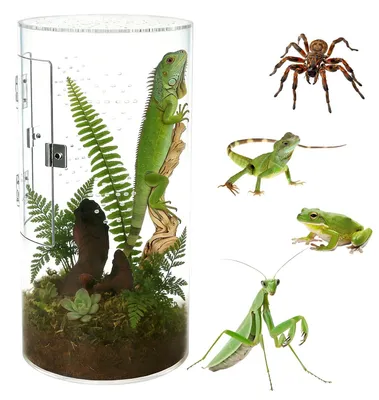 Image de Terrarium cylindrique pour reptiles et petits animaux
