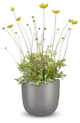 Produktbild von Pflanzensamen, Schokoladenblume
