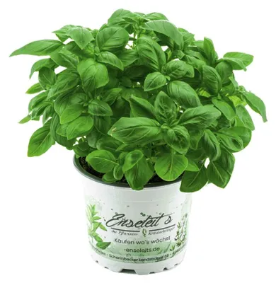Produktbild von Enseleits Basilikum Pflanze, Frische Küchenkräuter (Basilikum  Ocimum basilicum)