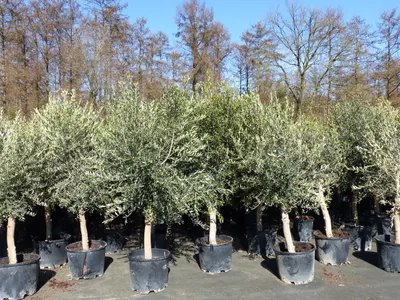 Produktbild von 3x Olivenbaum Olive "20 Jahre" 180 - 220 cm, beste Qualität, Stammumfang 20 - 30 cm, winterhart, Olea Europaea