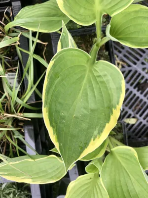 Produktbild von 6 x Hosta aureomarginata – Funkie - Topf 9 x 9 cm