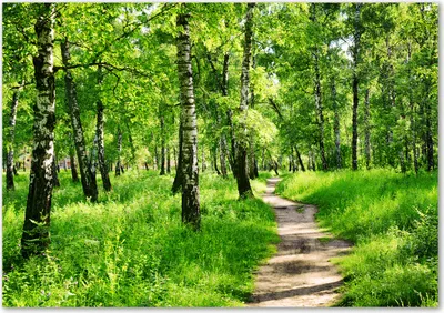 Produktbild von Tulup® Leinwandbild - 100x70 cm - Wandkunst - Drucke auf Leinwand - Leinwanddruck  - Landschaften - Grün - Birkenwald