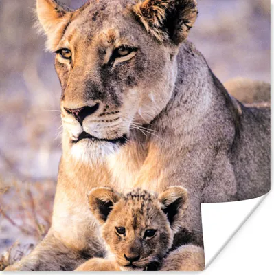 Produktbild von MuchoWow® Poster Löwin - Löwe - Junges 100x100 cm - Babyzimmer