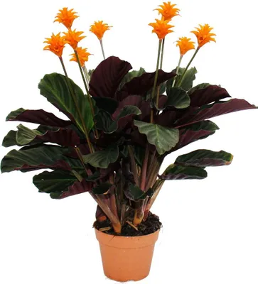 Zdjęcie produktu dla Ro?lina cieniolubna o jasnych kwiatach - Calathea crocata - doniczka 14 cm
