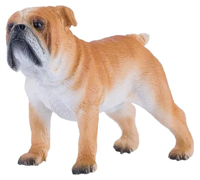 Image de Mojo Farmland Bouledogue anglais - 381053