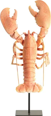 Produktbild von Light & Living - Ornament HUMMER - 25x14x56,5 cm - Orange