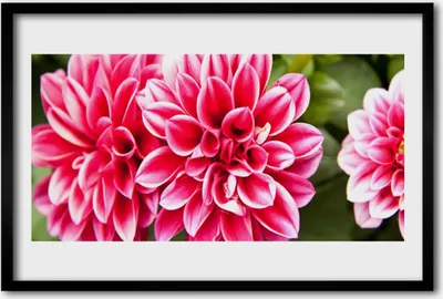 Produktbild von Bild 60x40 MDF-Rahmen Wandkunst Blumen Pflanzen Natur