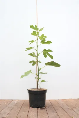 Produktbild von Ficus carica, Feige, 100–125 cm, essbare Früchte