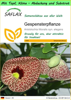 Produktbild von SAFLAX Garden to go - Gespensterpflanze - Aristolochia littoralis syn. elegans - 80 Samen - Mit Topf, Klima - Deckel und Anzuchtsubstrat