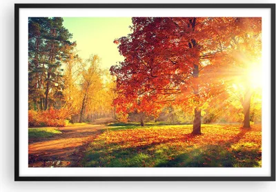 Produktbild von Gerahmtes Poster - Schwarzer Rahmen - Park Herbst Baum - 91,5x61 cm - Wand Bild - Wanddeko - Wandbilder - Kunstposter - Wandposter - Bilderrahmen - Bilder - Kunstdruck - Wandbild - P2BAA91x61-3654