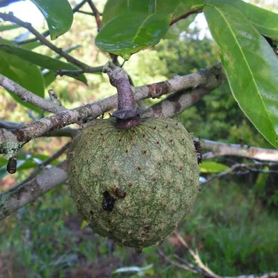Immagine prodotto di Annona montana (Annona montana) - 3 semi