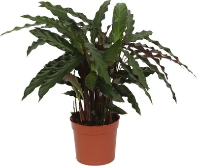 Immagine prodotto di Calathea Elgergrass (Maranta a cesto) - Pianta da appartamento, altezza 35 cm, diametro 12 cm, foglie strette e ondulate
