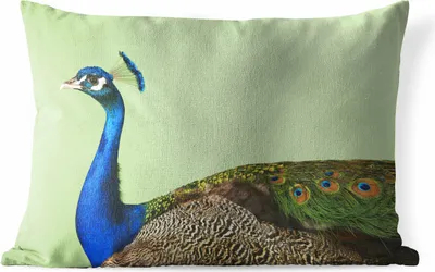 Produktbild von MuchoWow® Outdoor Kissen - Pfau - Vogel - Federn - 50x30 cm - Wetterfest - Lounge Kissen - Sofa kissen - Wohnzimmer Dekoration