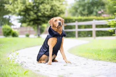 katzentoilette schmal LucyBalu Groes Katzenklo aus Edelstahl