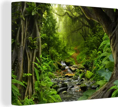 Produktbild von MuchoWow® - Leinwandbilder - Natur - Wasser - Dschungel - Wald - Tropisch, Wandbild, Wanddeko Bilder Wohnzimmer, 80x60 cm