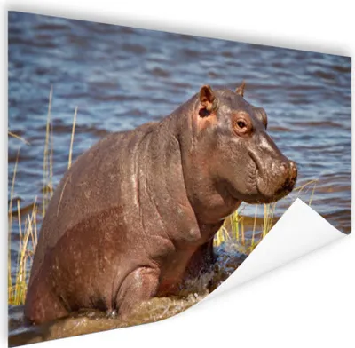Produktbild von MuchoWow® Poster Nilpferd - Wasser - Kalb 180x120 cm - Fotoplakat