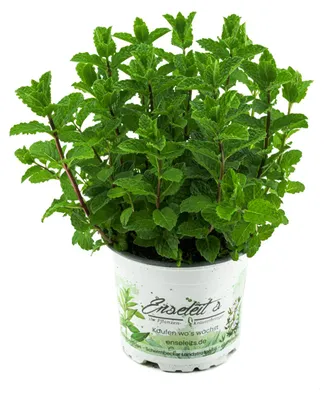 Produktbild von Enseleits Marokkanische Minze,Mentha Spicata v. Crispa,frische Tee Minze, Kräuter Pflanze