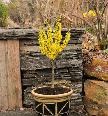 Produktbild von Goldglöckchen ´NIMBUS´ auf Stamm 50 cm, Cont. 3 l