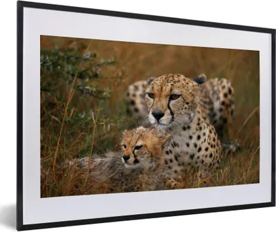 Produktbild von MuchoWow® Gerahmtes Poster Geparden sitzen zusammen 60x40 cm - Poster mit Schwarzem Bilderrahmen Wandposter Rahmen Foto Bilder - Schlafzimmer - Plakat in Rahmen - Drucken