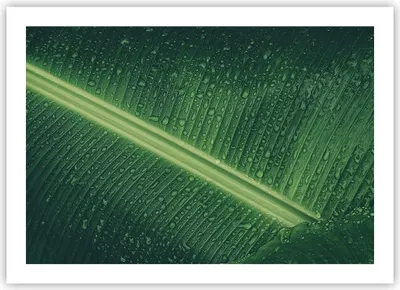Produktbild von Poster - Poster ohne Rahmen - Makro Blatt Tropfen - 70x50 cm - Wand Bild - Wanddeko - Wandbilder - Kunstposter - Wandposter - Bilder - Kunstdruck - Wanddekoration - Wandbild - P2XAA70x50-4372