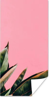 Produktbild von MuchoWow® Poster Pflanzen - Frauenzunge - Rosa - Tropisch 60x120 cm - Wandschmuck