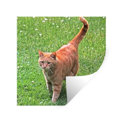 Produktbild von MuchoWow® Wandtattoo Wandsticker Wandaufkleber Katze - Rot - Katze - Mädchen - Kinder - Jungen - Kind 80x80 cm Selbstklebend und Repositionierbar - Wierderverwendbar - Selbstklebend