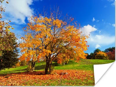Produktbild von MuchoWow® Poster Baum - Blätter - Herbst - Jahreszeiten 160x120 cm - Foto Plakat