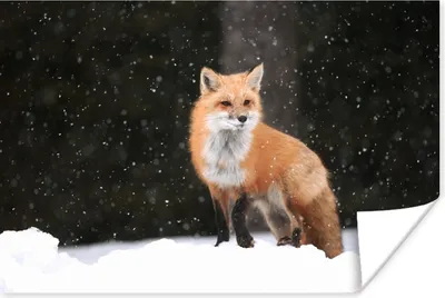 Produktbild von MuchoWow® Poster Fuchs - Schnee - Winter 30x20 cm - Plakate - Print